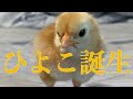 ひよこ誕生　〜鶏達の産んだ有精卵を温めたら産まれました。