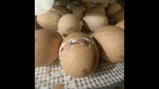 Buff Orpington baby chick hatching in timelapse, Gopro