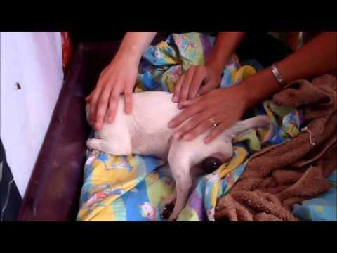 Vidéo: Comment Donner Naissance à Un Chihuahua