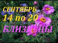 БЛИЗНЕЦЫ. ТАРО-ПРОГНОЗ на НЕДЕЛЮ с 14 по 20 СЕНТЯБРЯ .