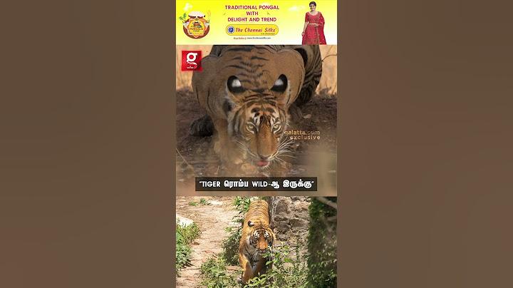 🐅“Sir.. இங்க எல்லா Tiger-ம் ரொம்ப Wild-ஆ இருக்கு..”🦬😳Tiger Reserve Forest Visit