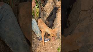 animals junglehunter animalkingdom labrador primitiveplus