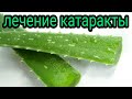 Лечение катаракты соком Алоэ. Как лечить катаракту в домашних условиях? Народный метод лечения глаз.