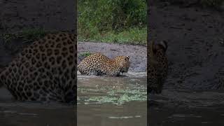 Leopard&#39;s Playtime in the Water!