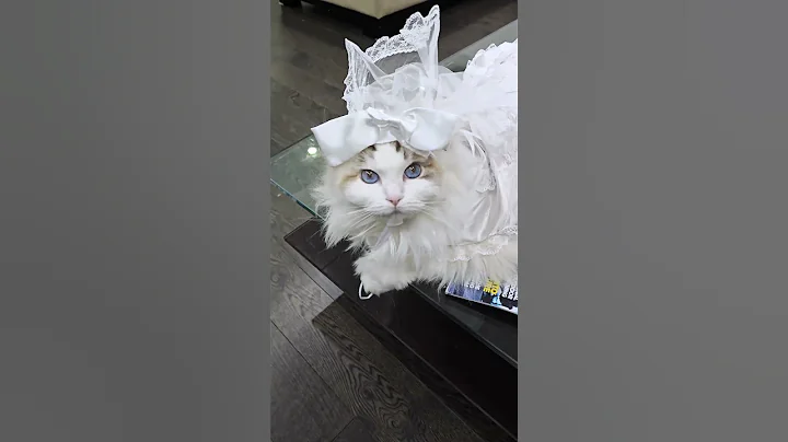 Watch the video about #cat #catvideos #ragdolls #gatos #petlovers #animals #catvideos #ragdollcat