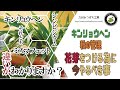キンリョウヘン　秋の管理　花芽をつける為に今やるべき事　日本みつばちの養蜂 How to Beekeeping