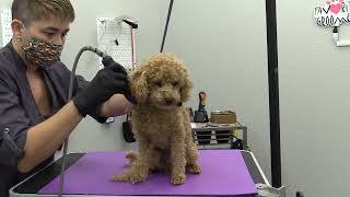 LIVE Miniature Poodle Short Haircut