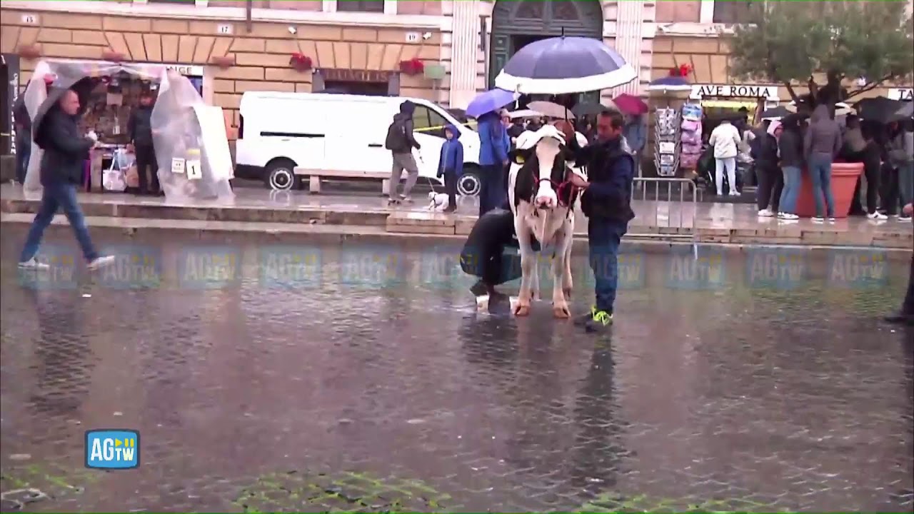 Protesta degli agricoltori con la mucca Ercolina 2 in Vaticano