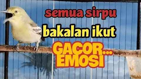 AWAS NYAUT banyak sirtu/cipow yang tadinya diem,jadi ikut gacor EMOSI berkat sirpu ini