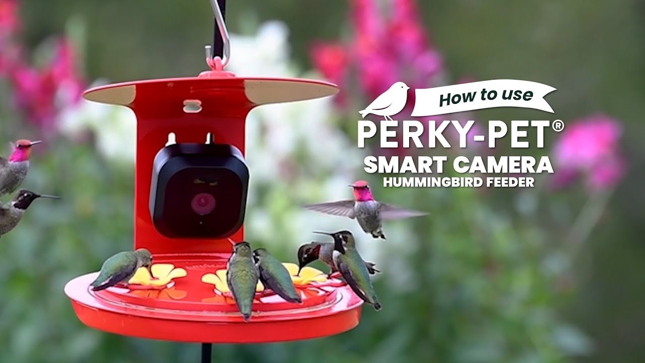 How to Use the Perky-Pet Smart Camera Hummingbird Feeder - YouTube