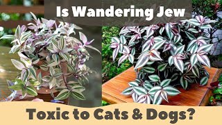 Wandering Toxic to Cats & Dogs? YouTube