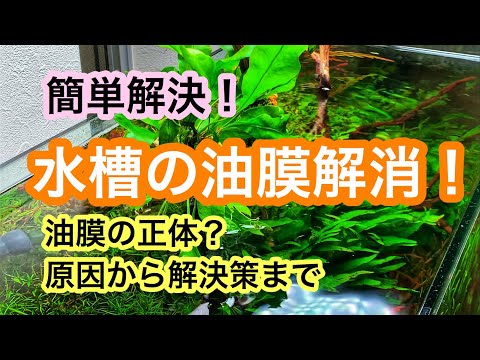 【水槽の油膜を解消したい!】油膜の正体から原因、解決策まで解説いたします!