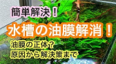 メダカ水槽の油膜はキッチンペーパーで簡単に除去できます アクアリウム Youtube