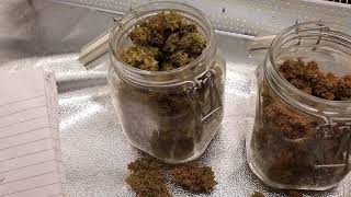 Mars Hydro SP250 Review with Cookies Gelato *Harvest Results*