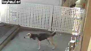 Mollys Great Escape.....attempt