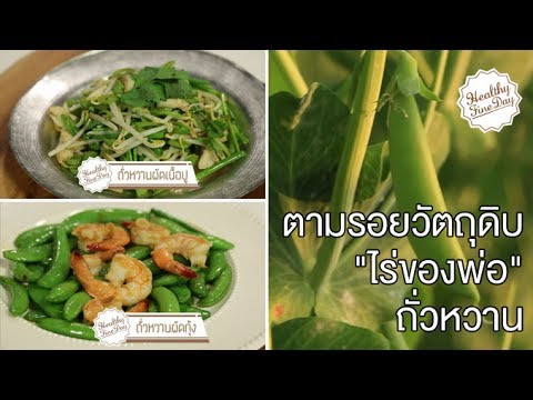 ตามรอยวัตถุดิบจาก "ไร่ของพ่อ" ถั่วหวาน : Healthy Fine day [by Mahidol]