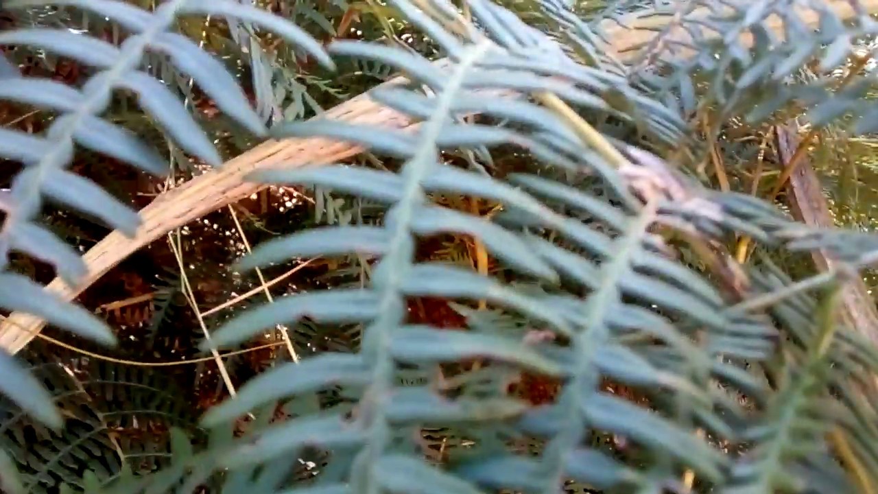 SAMAMBAIAS DO CERRADO PAULISTA  YouTube