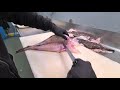 How to fillet monkfish tail