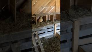Poultry Coop Design and Evolution #poultry #homestead