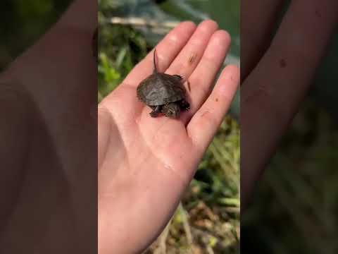 Video: Le tartarughe dai piedi rossi possono vivere insieme?