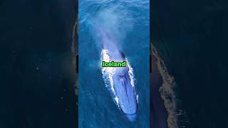 Fin Whales Are Extinct