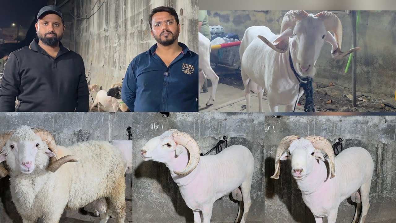 Sitaare Kalyan Main | Bade Mendo Pe Bade Offers | FSN Animal Goat Farm Kalyan With Nihal Bhai.