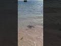 #Bule sea #expoler #preety River #Albino Beach #Mauritius #Buteyfull #view #watch #everyone