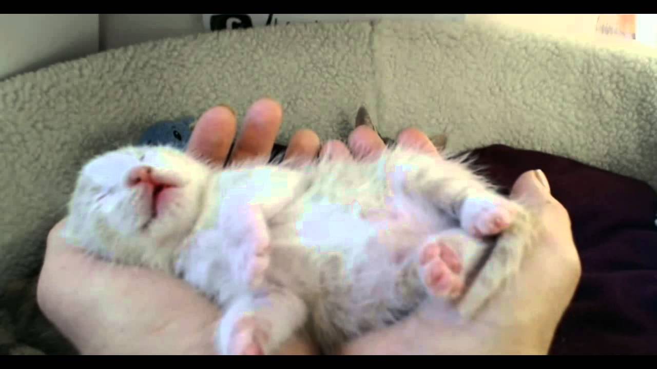 Palindrome Kittens - Siris is Adorable