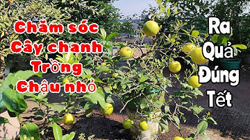 #8 trị sâu vẽ bùa cho cây Chanh trồng chậu nhỏ ra quả đúng Tết 