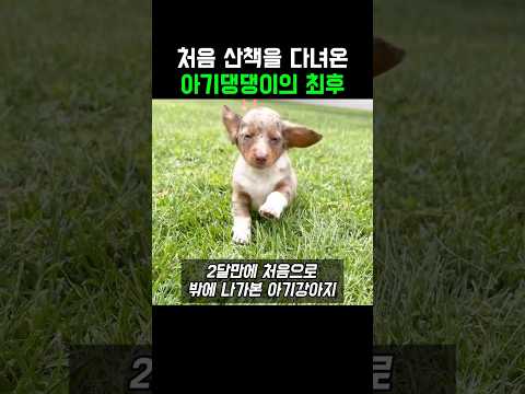 처음 산책을 다녀온 아기댕댕이의 최후 thumbnail