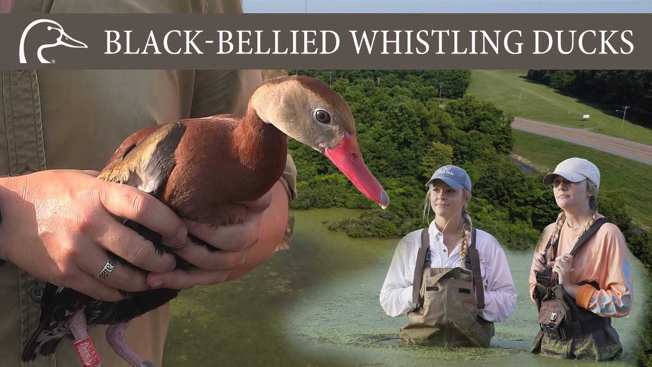 Blackbellied Whistling Ducks Studying the largest, northernmost