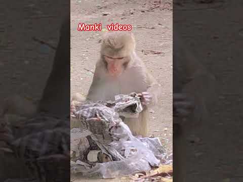 monkeys craze #money #monkey by Rahul Singodiya vlogs