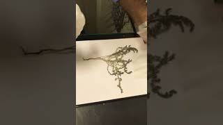 Mounting a herbarium specimen