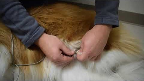 Canine and Equine ECG