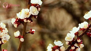 Фортепианная музыка, Умиротворение и расслабление, Утренняя музыка для йоги (A Hill Of Consolation) screenshot 4