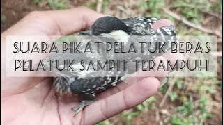 suara pikat pelatuk beras/pelatuk sampit terampuh paling di cari di jamin lengket