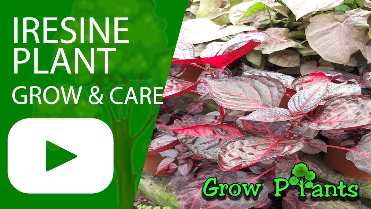 Iresine Plant Grow And Care