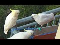 Naughty Cockatoos Cause Mischief with Laundry