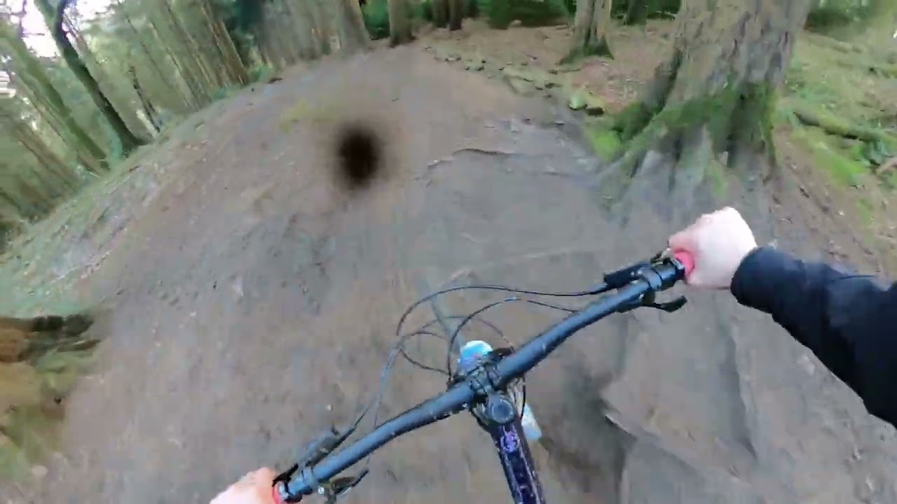 Forest of Dean twisted sister 