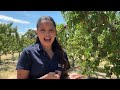 From Orchard to Table: Idaho Growers Navigate Busy Fruit Season