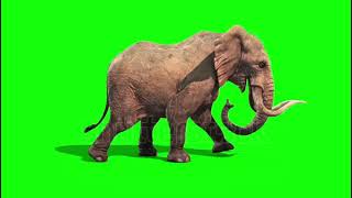 Elephant Walks Static Side Green Stock Footage Video , ,