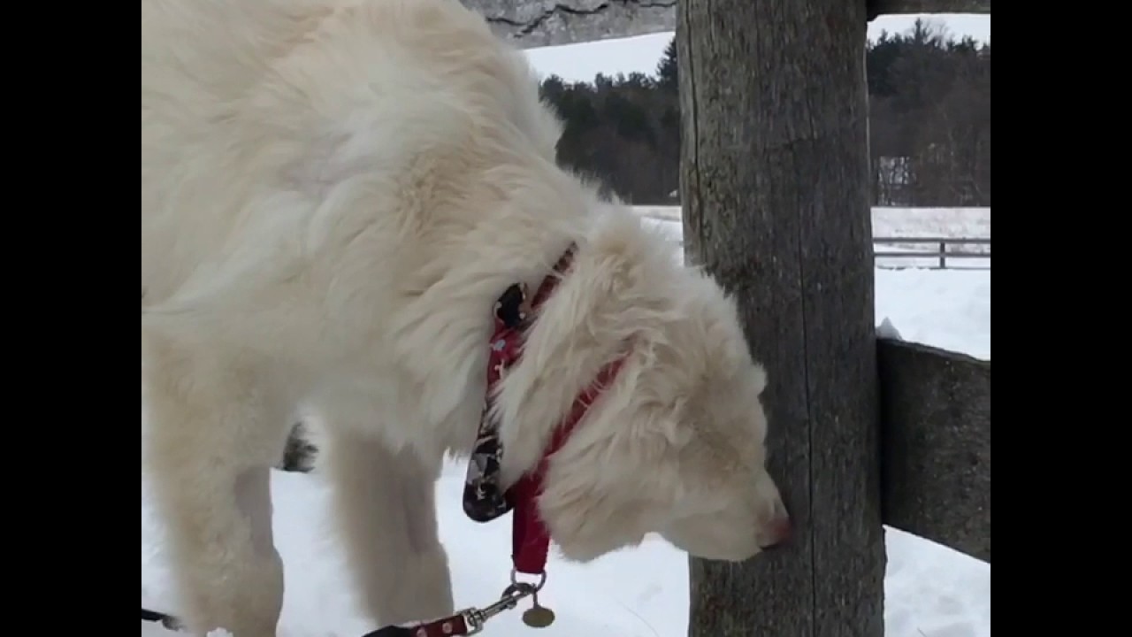 Blind Dog Pal blind love