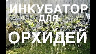 простой ИНКУБАТОР для донашивания деток ОРХИДЕИ