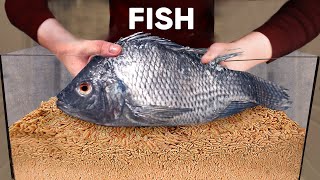 10 000 Maggots VS Fish | How Quickly The MAGGOTS Eat a Fish? by MrGear 55,273 views 11 months ago 3 minutes, 19 seconds