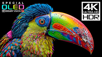 Experience Like Never Before with 4K Videos at 120 fps | 4K HDR Dolby Vision