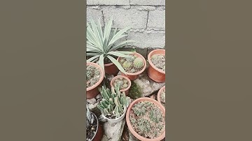 Cacti group