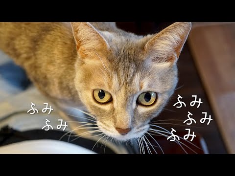 猫に踏まれるのも飼い主の努め