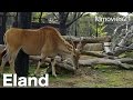 Eland　エランド ニコ (よこはま動物園ズーラシア) の動画、YouTube動画。