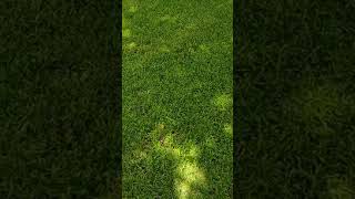 Take back your yard and be Bug free! | Pest Control | CUTTER Backyard Bug Control