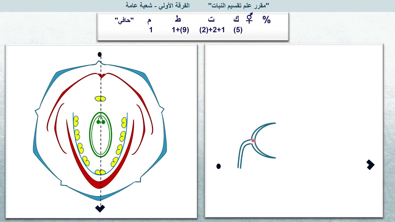 مراجعة (عملى) على العائلة الفولية - العائلة الكرفسية (الخيمية) - العائلة الخردلية (الصليبية)